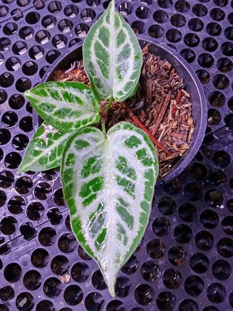 Anthurium Silver Mutation — Anthuriums for sale on Inflos