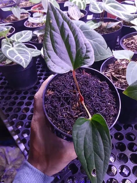 Anthurium Hu x Luxurians — Anthuriums for sale on Inflos