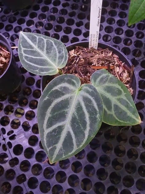 Anthurium Hu x Red Crystal Mutation — Anthuriums for sale on Inflos