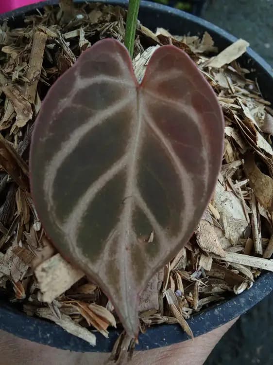 Anthurium Red Crystallinum — Anthuriums for sale on Inflos