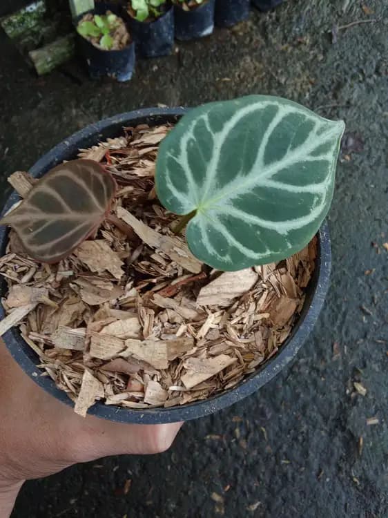 Anthurium Red Crystallinum — Anthuriums for sale on Inflos