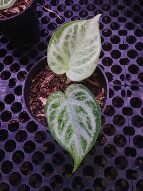 Anthurium Silver Tiger x Silver Chrome — Anthuriums for sale on Inflos