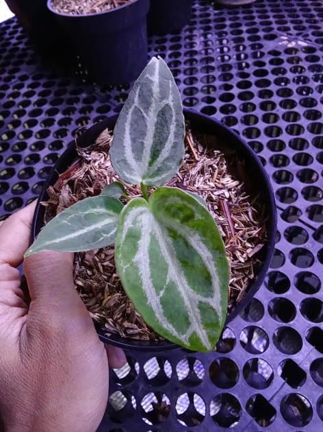 Anthurium Crystal Panglima x Waroqueanum — Anthuriums for sale on Inflos