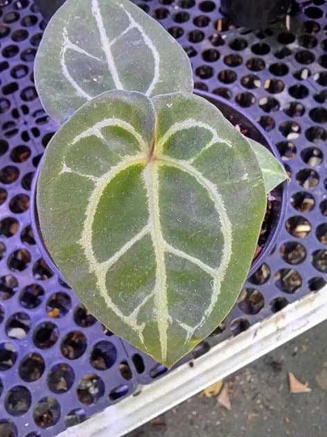 Anthurium Hu x Michele — Anthuriums for sale on Inflos