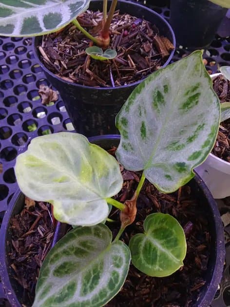 Anthurium Silver Chrome — Anthuriums for sale on Inflos