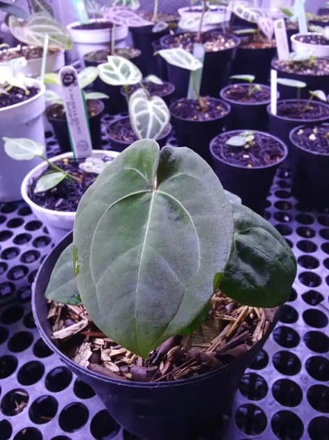 Anthurium Byson — Anthuriums for sale on Inflos
