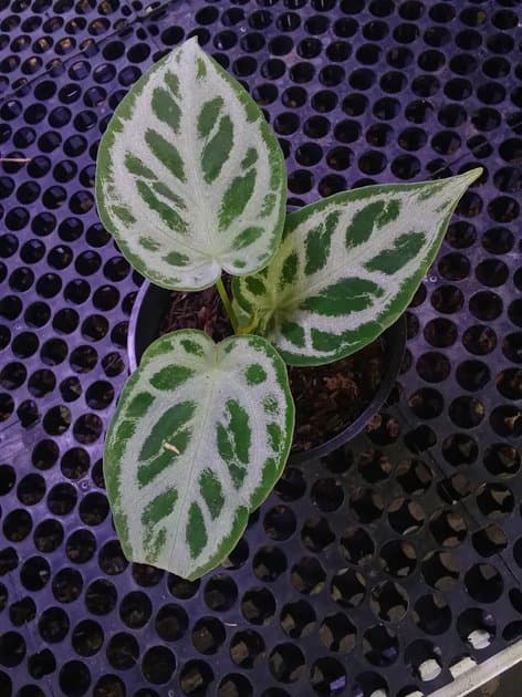 Anthurium Silver Blush x Red Tiger — Anthuriums for sale on Inflos