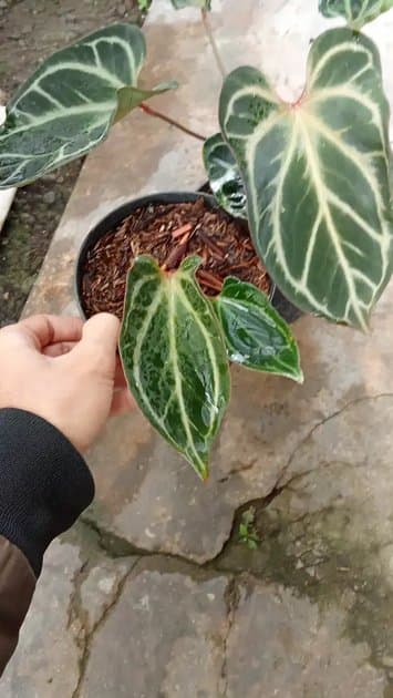 Anthurium King Of Spades Hu Mutation — Anthuriums for sale on Inflos