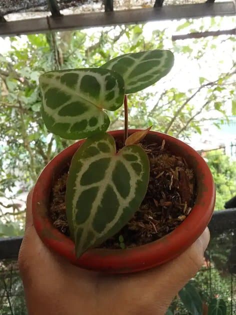 Anthurium Skg Silver x Red Nse — Anthuriums for sale on Inflos
