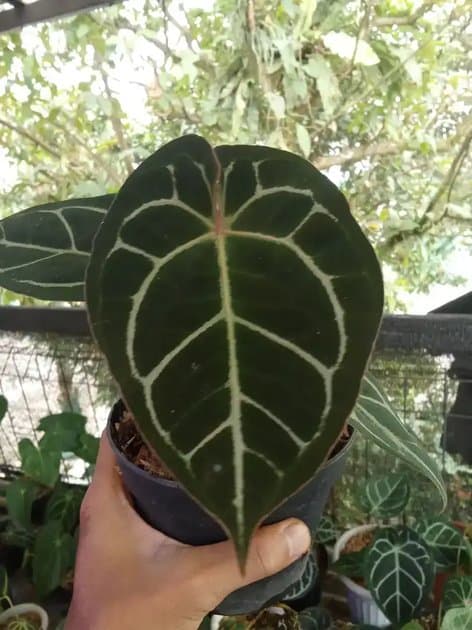 Anthurium Black Crystallinum x Red Nse — Anthuriums for sale on Inflos