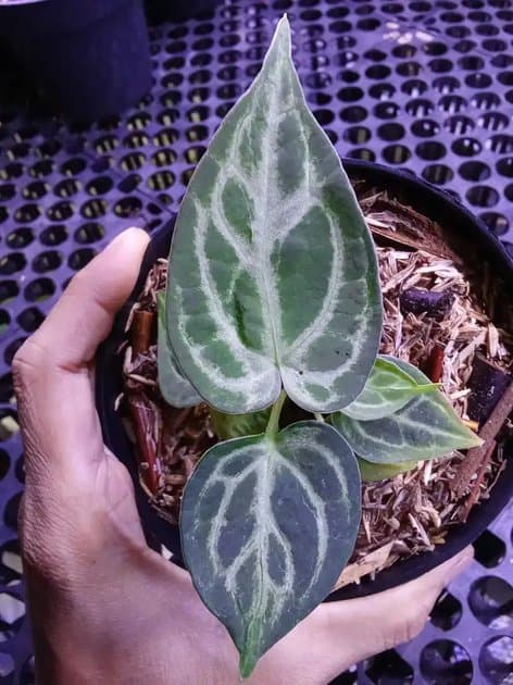 Anthurium Crystal Minahasa Mutasi — Anthuriums for sale on Inflos