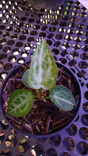 Mystic88 x Red Crystal — Anthuriums for sale on Inflos