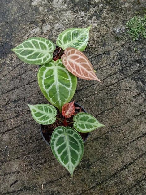 Bundle Anthurium Hu x Rc Nse Mutation — Anthuriums for sale on Inflos