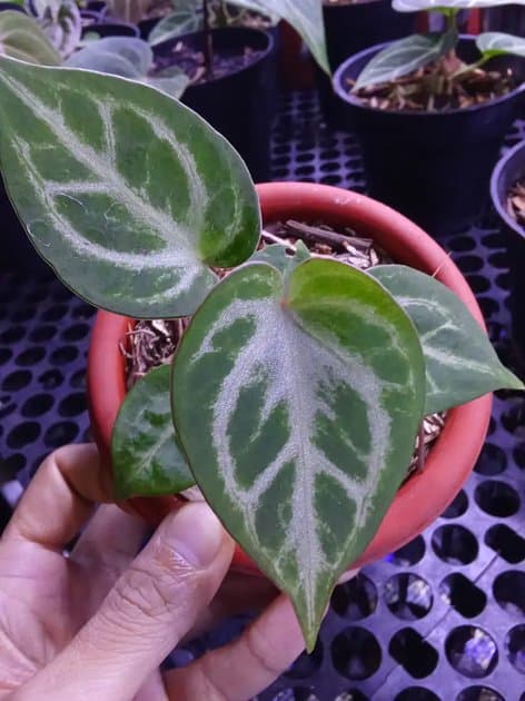 Anthurium Red Tiger — Anthuriums for sale on Inflos