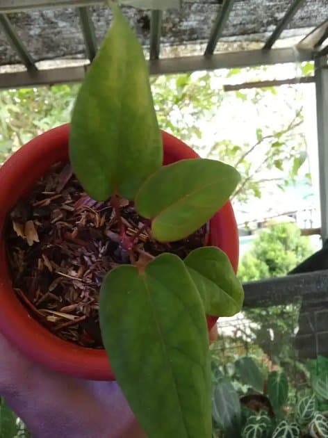 Anthurium Red Papilaminum Golden — Anthuriums for sale on Inflos
