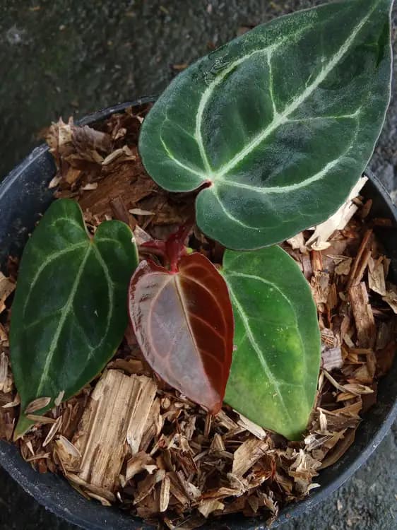 Anthurium Red Crystallinum — Anthuriums for sale on Inflos