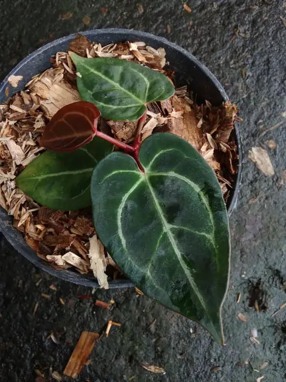 Anthurium Red Crystallinum — Anthuriums for sale on Inflos