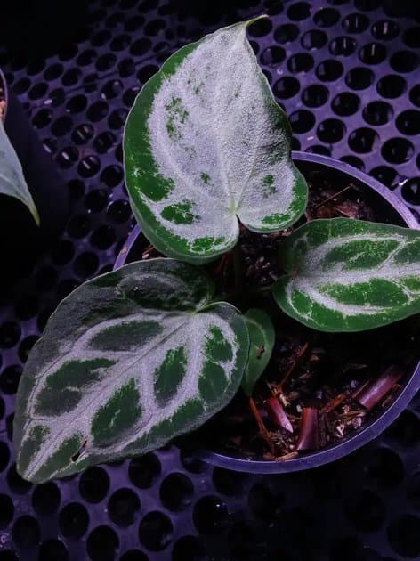 Anthurium Silver Chrome x Michele — Anthuriums for sale on Inflos