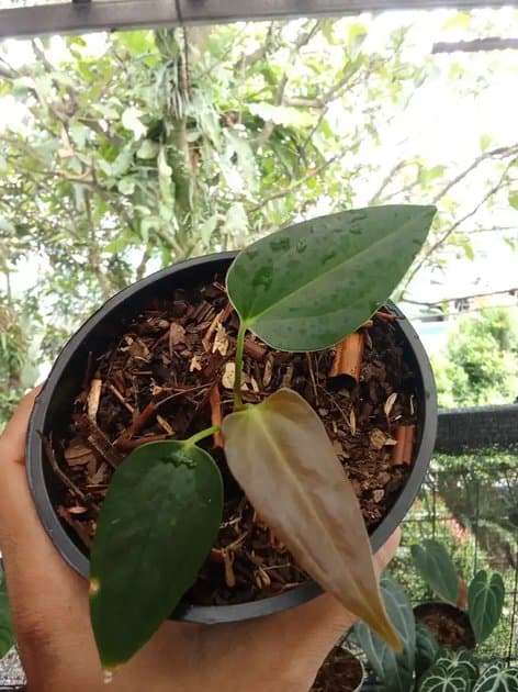 Anthurium Portilae Xdf — Anthuriums for sale on Inflos