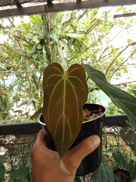 Anthurium Blue Papil x Ferari — Anthuriums for sale on Inflos