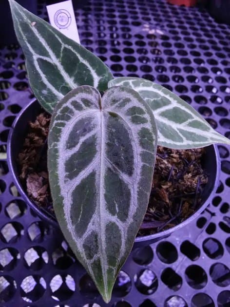 Anthurium Black Crystallinum x Red Nse — Anthuriums for sale on Inflos
