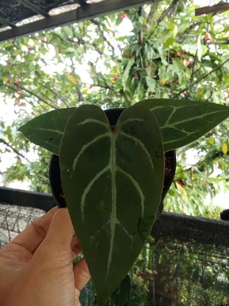 Anthurium Papilaminum x Red Tezula — Anthuriums for sale on Inflos