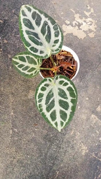 Michele x Red Tiger — Anthuriums for sale on Inflos