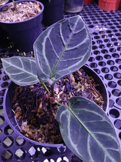 Anthurium Aos x Hu x Red Crystal Nse — Anthuriums for sale on Inflos