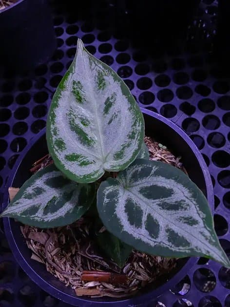 Anthurium KOS x Silver Chrome — Anthuriums for sale on Inflos