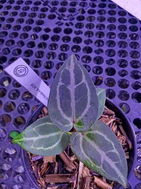 Anthurium Red Tezula x Kos Hu — Anthuriums for sale on Inflos