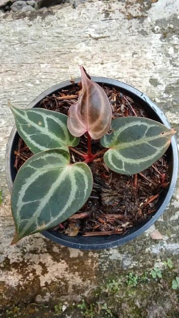 Anthurium Red Tiger Mutation — Anthuriums for sale on Inflos