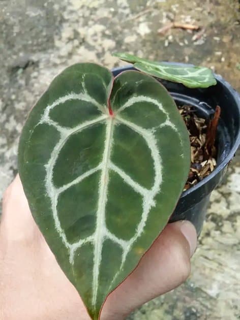Anthurium Red Nse x Red Tezula — Anthuriums for sale on Inflos