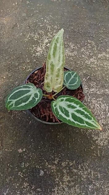 Angel Dream Mutation — Anthuriums for sale on Inflos