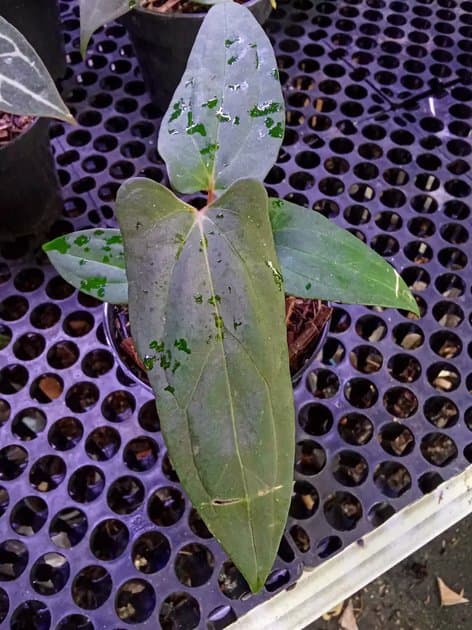 Anthurium Fortsherman x Rvdp — Anthuriums for sale on Inflos