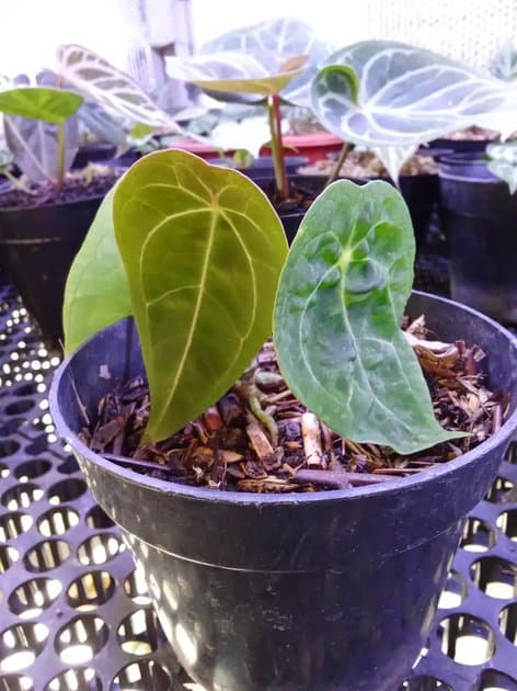 Anthurium Forgeti — Anthuriums for sale on Inflos