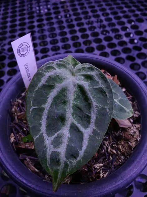 Anthurium Red Tiger x Tezula — Anthuriums for sale on Inflos