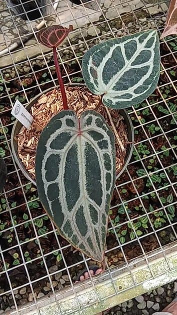 Dockblok x Red Nse Mutation — Anthuriums for sale on Inflos