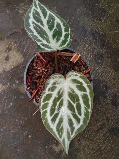 Anthurium Silver Tiger x Red Tiger — Anthuriums for sale on Inflos