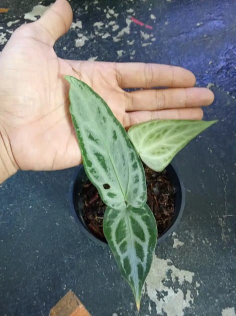 Anthurium Silver Chrome Butterfly — Anthuriums for sale on Inflos