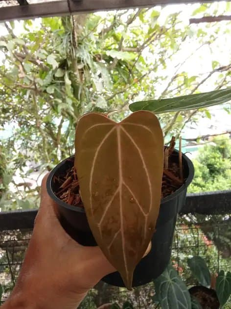 Anthurium Red Hawk — Anthuriums for sale on Inflos