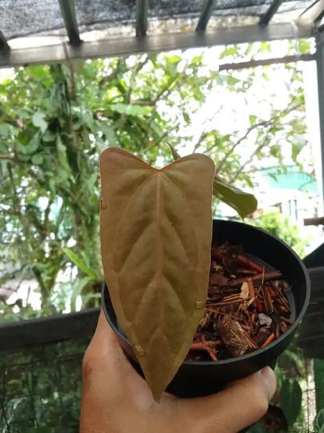 Anthurium Red Portilae — Anthuriums for sale on Inflos