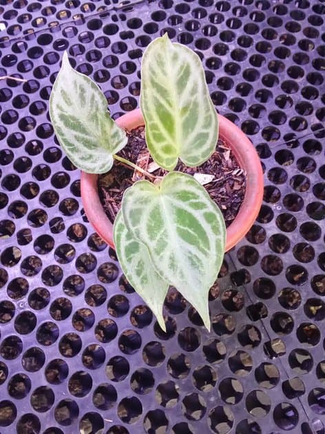 Anthurium Silver Tiger x Silver King — Anthuriums for sale on Inflos