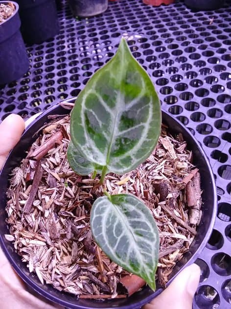 Anthurium Silver Tiger Mutasi — Anthuriums for sale on Inflos