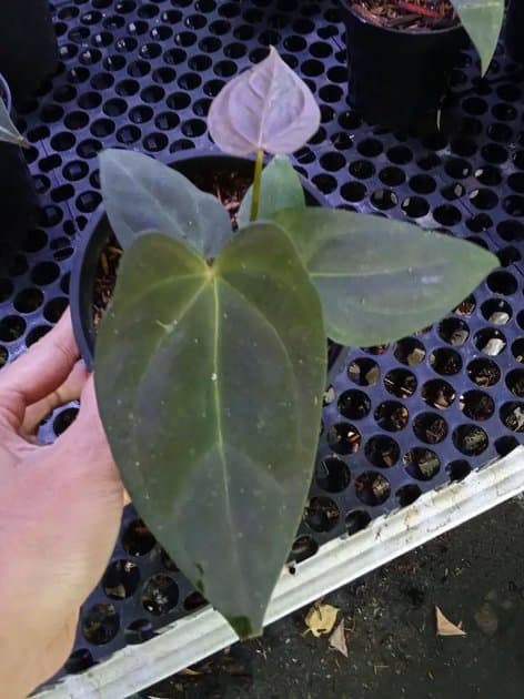 Anthurium Black Emerald x Fortsherman — Anthuriums for sale on Inflos