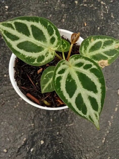 Anthurium Silver x Michele — Anthuriums for sale on Inflos