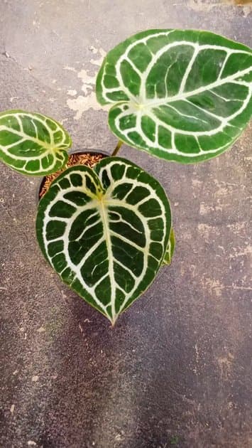 Angel Dream x Red Tiger — Anthuriums for sale on Inflos