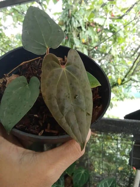Anthurium Luxurians x Red Vein Dark Phoenix — Anthuriums for sale on Inflos