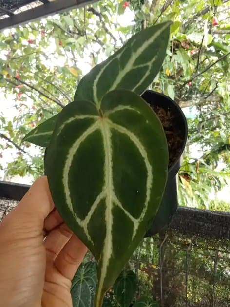 Anthurium Carlablackiae — Anthuriums for sale on Inflos