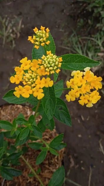 Lamtana Yellow Blooms — Others for sale on Inflos