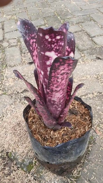 Bromeliads Hallelujah — Others for sale on Inflos
